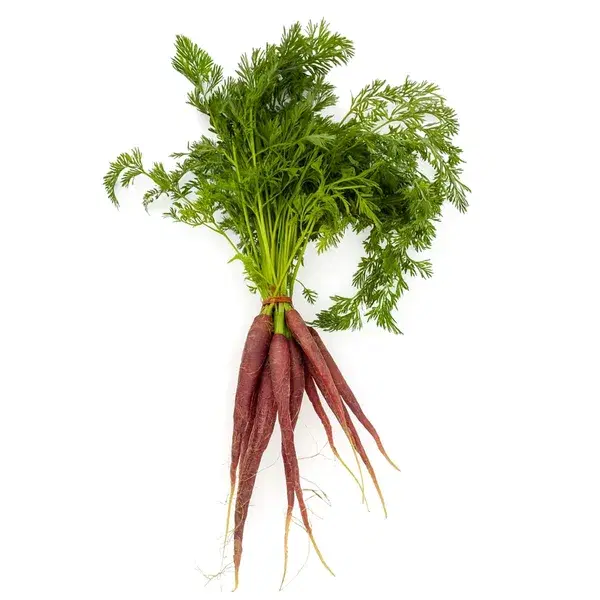 Dutch Purple Carrot