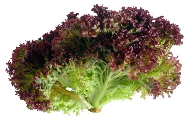 Red Coral Lettuce