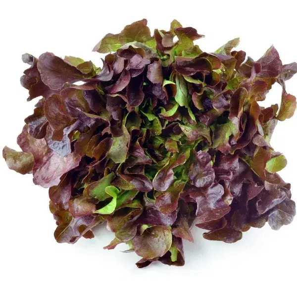 RED OAK LETTUCE