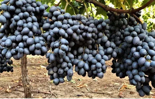 Black Grapes Mystic Dream