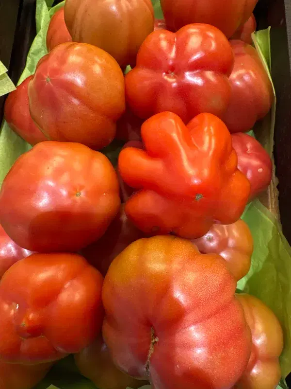 TOMATO OX HEART