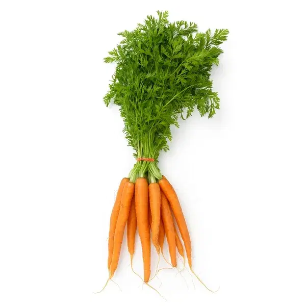 Dutch Orange Carrot