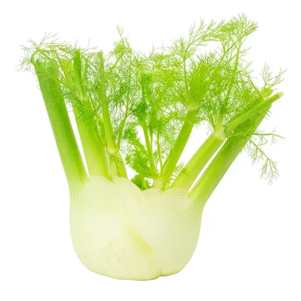 FENNEL