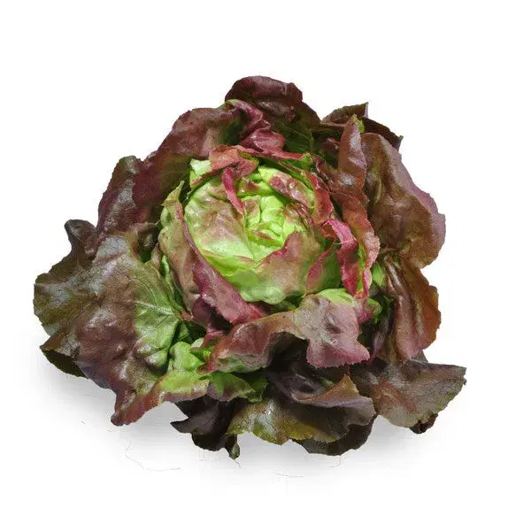 Mignonette Lettuce