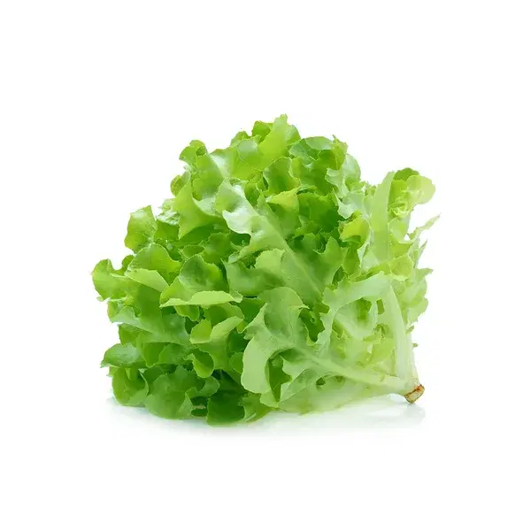 Green Oak Lettuce