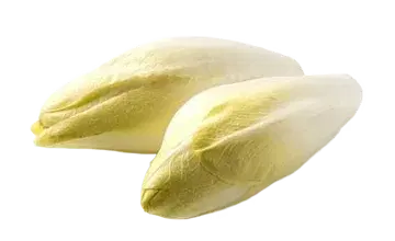 Witlof White