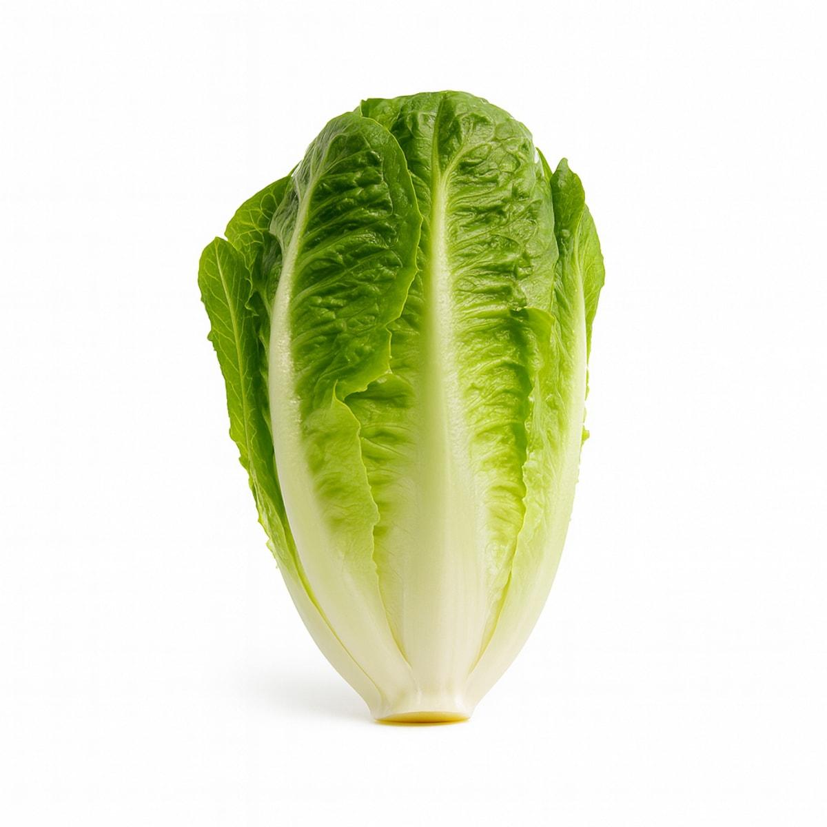 Lettuce Baby Cos