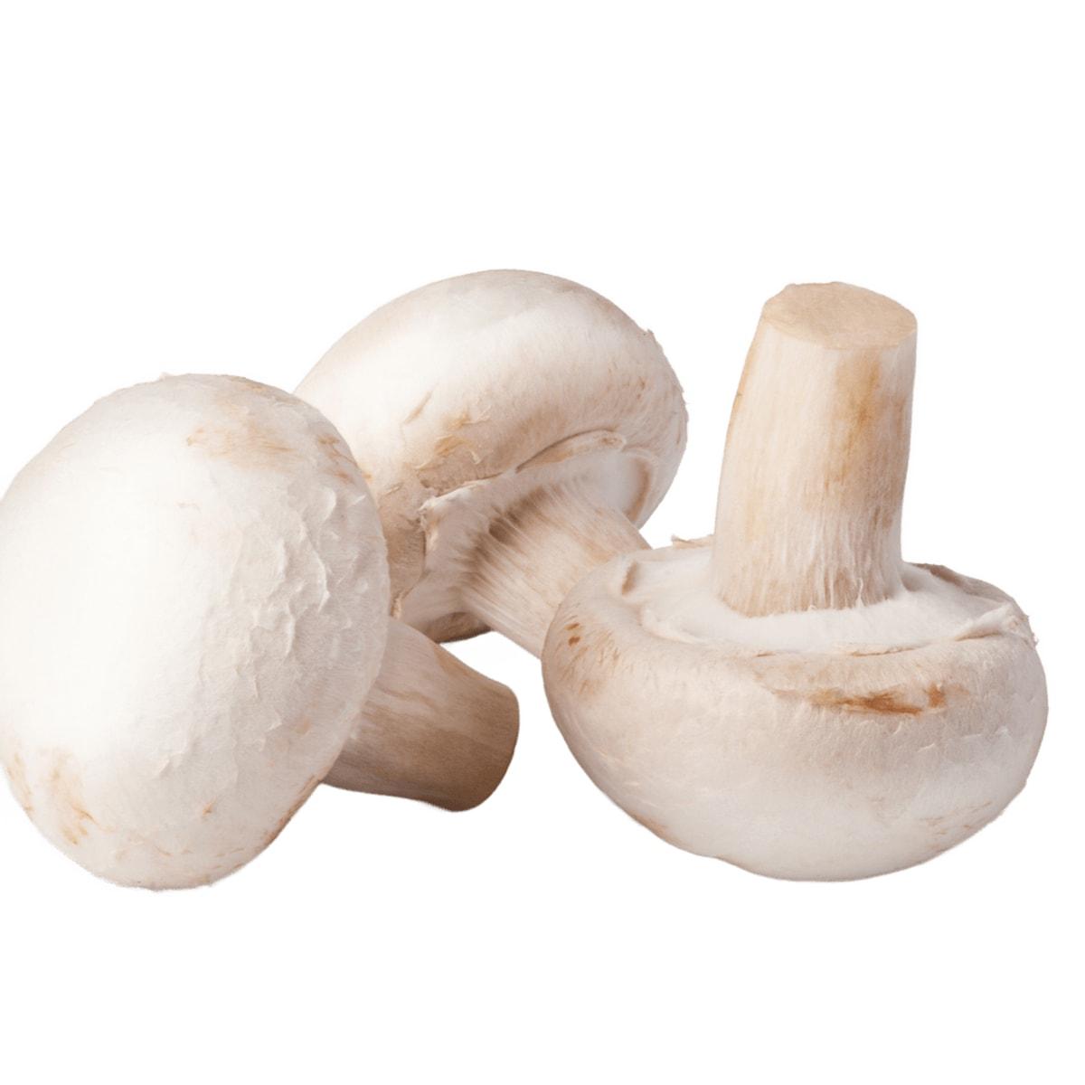 Mushroom Cup
