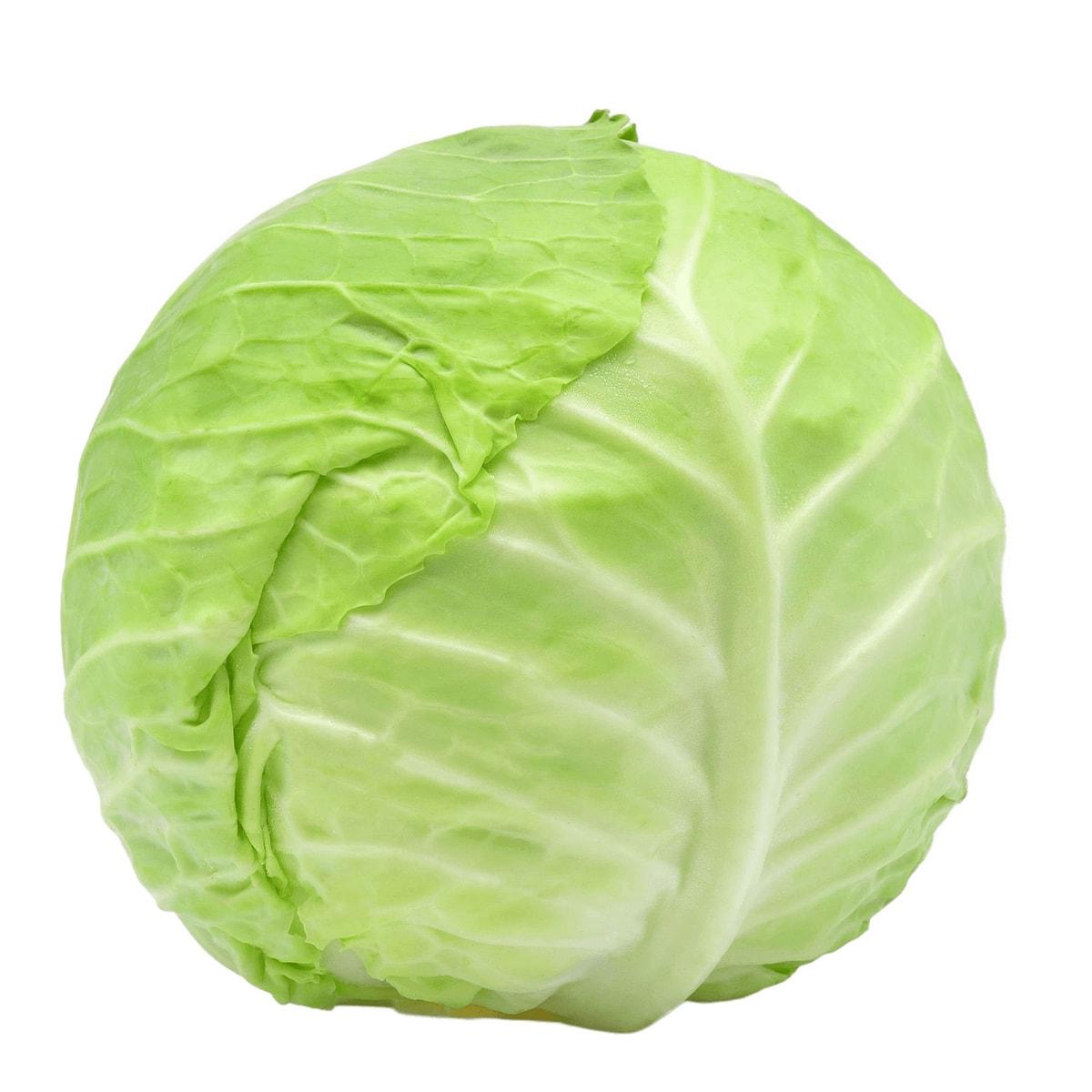 Cabbage Plain Head
