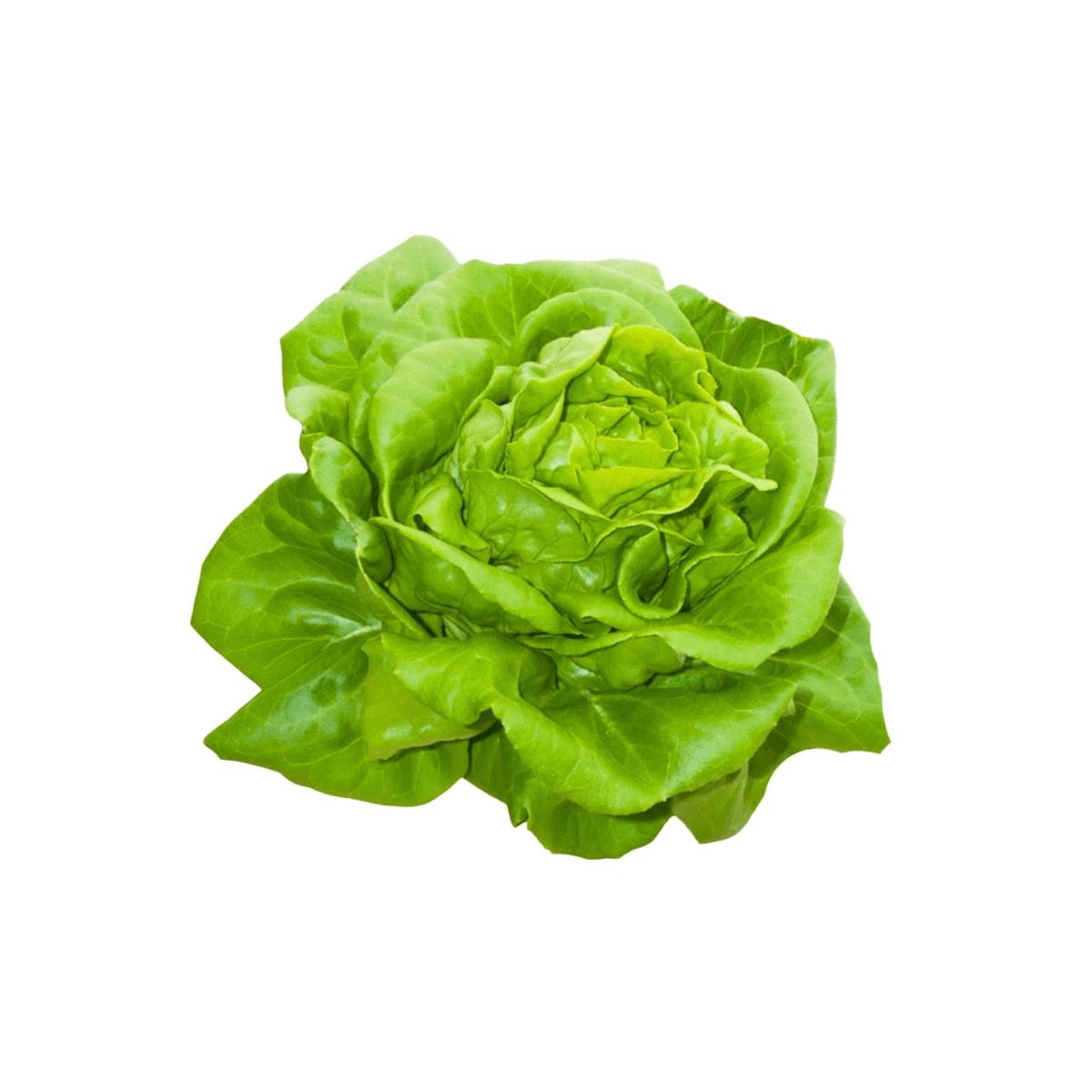Butter Lettuce