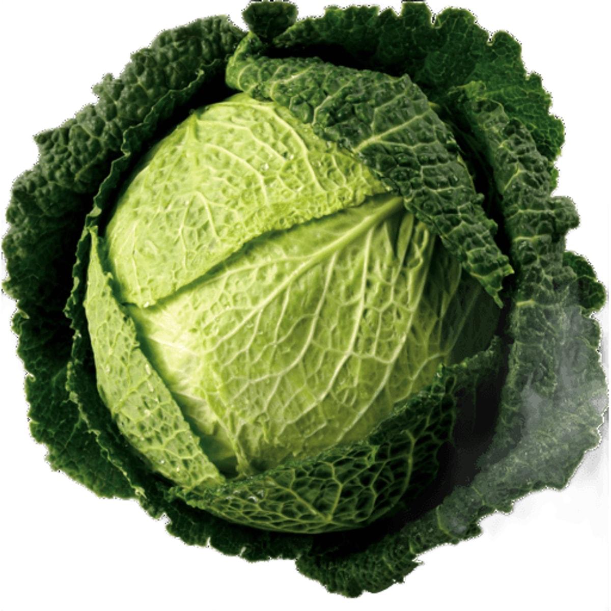 Cabbage Savoy